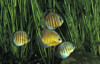 Discus Pompadour semfizodon a equifasciatus