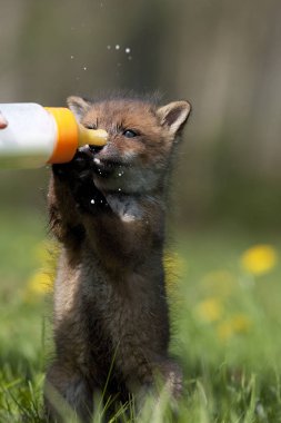 Renard Roux vulpes vulpes