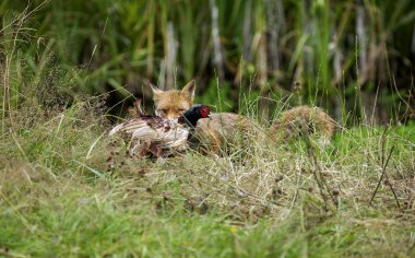 Renard Roux vulpes vulpes