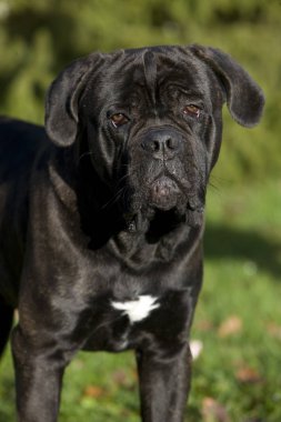 Cane corso