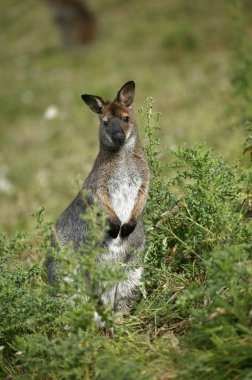 Wallaby De Bennett makropus rufogriseus