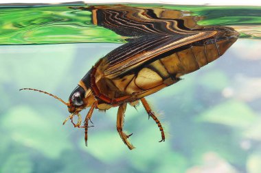 Dytique Borde Dytiscus marginalis