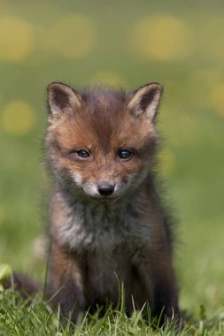 Renard Roux vulpes vulpes