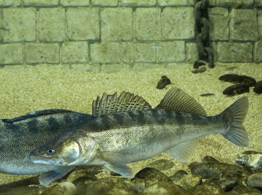 Sandre stizostedion lucioperca