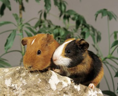Cobaye Domestique cavia porcellus