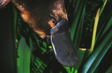 Ornithorynque ornithorhynchus anatinus