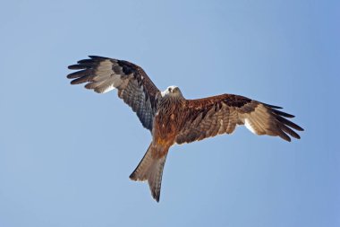 Milano Kraliyet Milvus Milvus