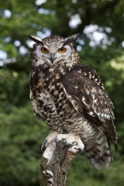 Hibou Grand Du Du Cap bubo capensis