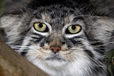 Manul otocolobus manul