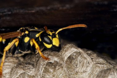 Guepe Commune vespula vulgaris