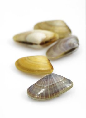 Telline donax trunculus