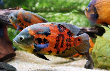 Oscar astronotus ocellatus