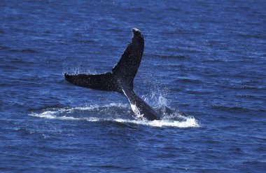Baleine A Bosse megaptera novaeangliae