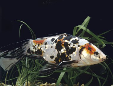 POISSON ROUGE SHUBUNKIN carassius auratus