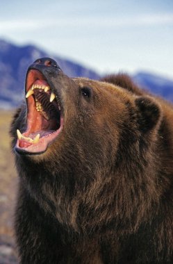 Bizimki Kodiak ursus arctos middendorffi