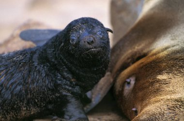Otarie A Fourrure D 'Afrique Du Sud arctocephalus pusillus