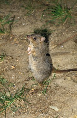 Sıçan Kangourou bettongia penisillata