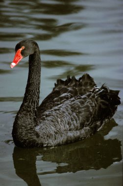 Cygne Noir cygnus atratus