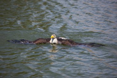 Pygargue A Tete Blanche haliaeetus leucocephalus