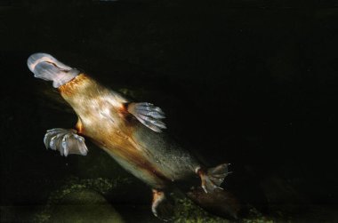 Ornithorynque ornithorhynchus anatinus