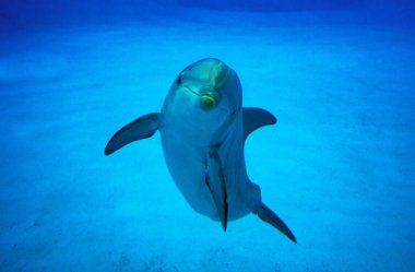 Büyük Veliaht Tursiops Truncatus