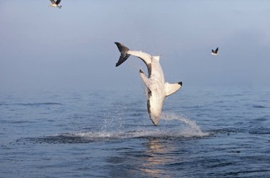 Büyük Requin Blanc carcharodon carcharias