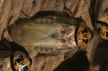 BLATTE eublaberus distanti