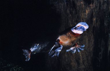 Ornithorynque ornithorhynchus anatinus