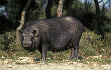 Cochon Du Vietnam sus scrofa domesticus