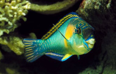 Zehirli Perroket Scarus Sordidus