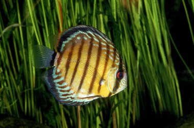 Discus Pompadour semfizodon a equifasciatus