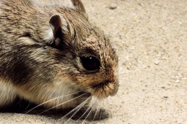 Gerbille Des Champs gerbillus campestris