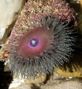 Anemone De Mer aulactinia reynaudi