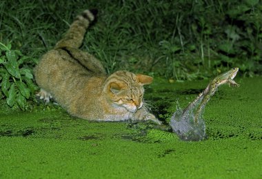 Chat Sauvage D 'Europe felis silvestris