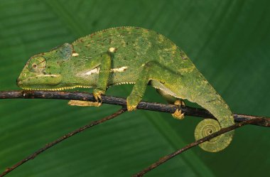 Cameleon A Cape chamaeleo dilepis