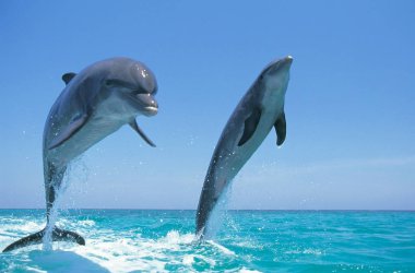 Büyük Veliaht Tursiops Truncatus