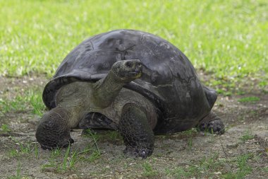 Tortue Geante Des Galapagos geochelone zencisi