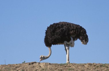 Autruche struthio camelus