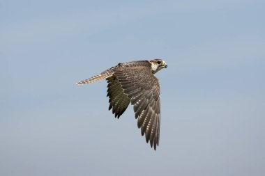 Faucon Sacre Falco Cherrug