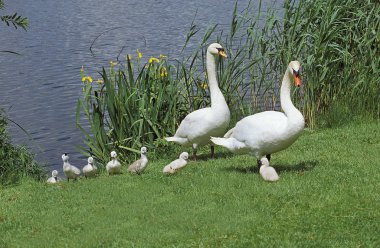 Cygne Tüberkülü cygnus rengi