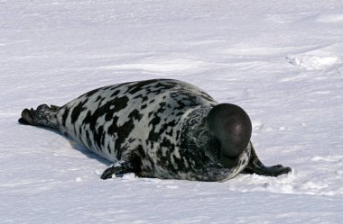 Fotoğraf A Capuchon cystophora cristata