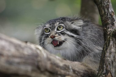 Manul otocolobus manul