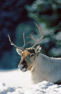 Renne rangifer tarandus