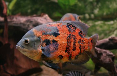 Oscar astronotus ocellatus