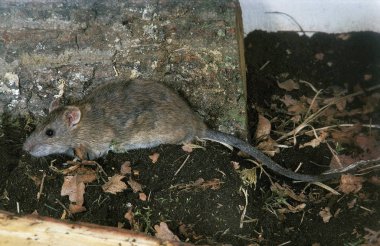 Surmulot rattus norvegicus