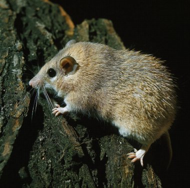 Souris Epineuse acomy dimidiatus