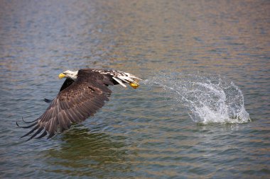 Pygargue A Tete Blanche haliaeetus leucocephalus
