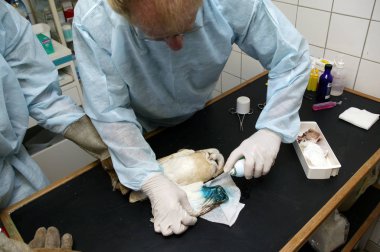 Bayan Blanche Veterineri