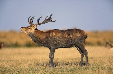 Cerf Rouge cervus elaphus