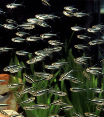 TETRA aphyocharax sp